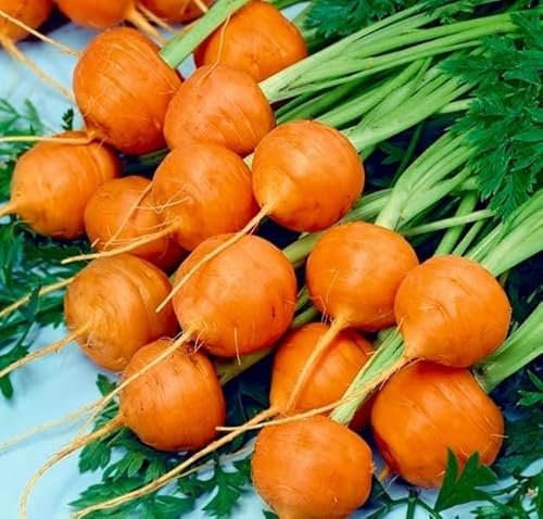 100 Graines Semences de carotte Ronde - Round Market Paris - 56