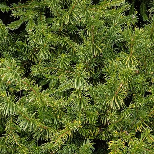 If à Prunes Fastigiata - Cephalotaxus Harringtonii Fastigiata 30/40cm Pot 2,5l - Plante En Pot - Hauteur 2 à 3 m - Exposition Soleil ou Mi-ombre Sol