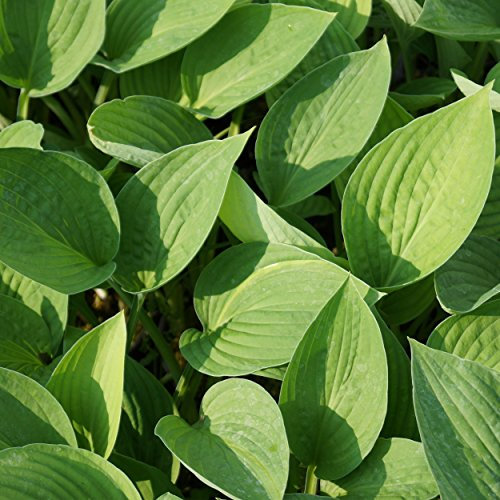 Blumixx Stauden Hosta x fortunei 'Hyacinthina' - Hyazinthen-Funkie im 1,0 Liter Topf violett blühend