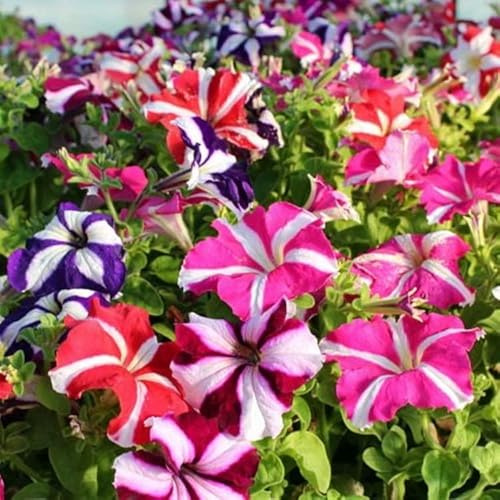 SeedsUP - 800+ Seeds Petunia Starfall F1 - Flower Mix