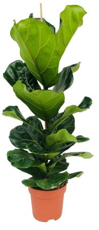 Bloomique - Ficus Lyrata - Geigenfeige - Zimmerpflanzen Groß - Pflegeleicht - Luftreinigend - Höhe 80-100 cm - Topf 21 cm
