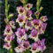 Bulbo De Gladiolo-Planta De Gladiolos,Gladiolos Bulbos,Gladiolus Tristis,Plantar En Macetas-15Bulbos-e