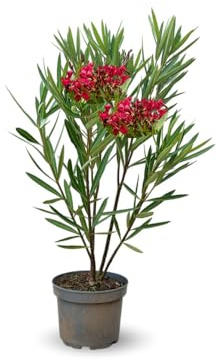 Attitude Jardin - alloro rosa nano - nerium oleander nana - 70-80 cm - ⌀ 19 cm - pianta da esterno - fiore rosso