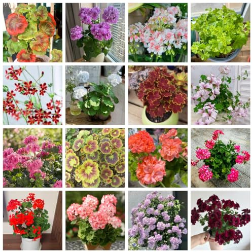 semillas de geranio colgante para lugares soleados pelargonio de balcón, decoración sala estar resistentes Decoración jardín para exteriores, 300pcs
