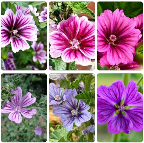 semillas de malva semillas de reverdecimiento tejados trepadoras resistentes decoración bonsái interior silvestres balcón primavera balcón 200pcs