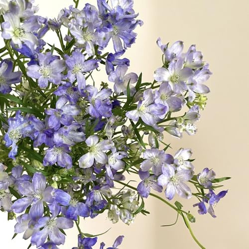 Rittersporn - alte sorten seltene blumenwiese exotische herbstblumen winterhart schmetterlingswiese steingartenpflanzen winterhart balkonpflanzen bodendecker wildblumensamen bio 55Samen