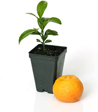 Gerald Winters and Son Satsuma Mandarin Tree Starter Plant. Citrus unshiu. 3'' - 5''