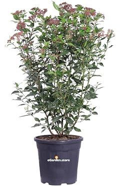 Pianta di Viburno Tino Spirit Pianta di Viburnum Tinus Spirit pianta da esterno pianta da giardino pianta ornamentale cespuglio di Viburno Tino pianta vera venduta da eGarden.store (Vaso 24 cm)