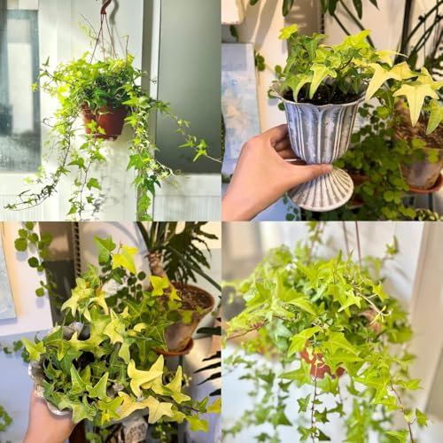 semillas de hiedra planta de interior semillas de hierbas perennes Vides de hiedra - planta de hiedra resistente Plantas colgantes, enredaderas para decoración de cercas, planta 200pcs
