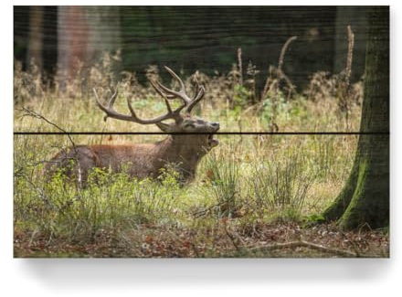 artboxONE Holzbild 30x20 cm Natur Hirsch liegt im Wald von Künstler Die Welt Tanzt Farben