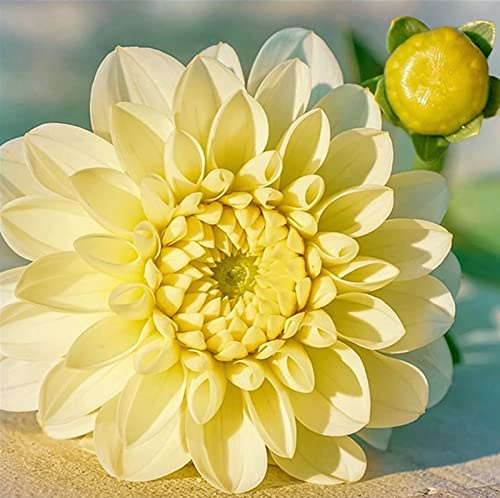 Bulbo Dalia, Bulbo Regalo Uomo, Bulbo Estivo Mela Polvere Dalia Tuber, Decorazione Giardino, Fresco Sano, Bulbo Fiore Perenne Résistant Al Freddo-2Bulbi,e