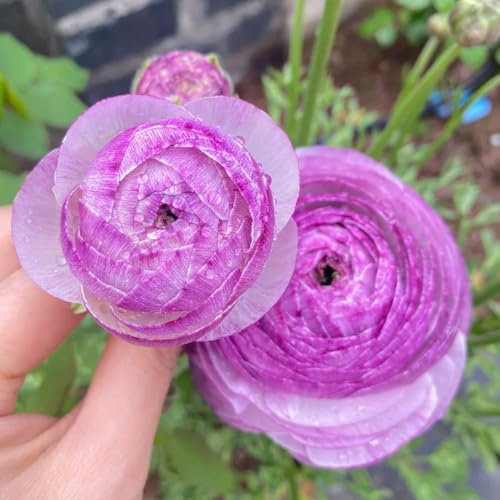 RanunkelnZwiebeln - blumenzwiebeln für draußen winterhart geschenke für gartenfreunde seltene 8pcs