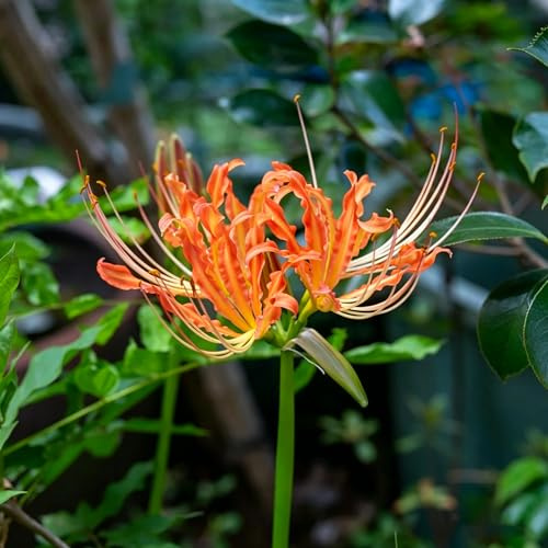 lirio araña - jardín de de primavera Lycoris radiata Cubresuelos resistentes interior suministros jardinería Decoración sala estar 4bulbos