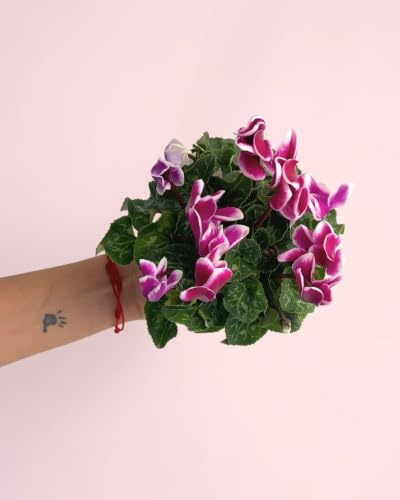 PUR PLANT Cyclamen Rosado | Violeta de los Alpes | Planta Natural de Interior con Flores Decorativas | Color Vivo y Follaje Elegante | Maceta de Ø9 cm