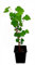 Seedeo® Weißer Maulbeerbaum (Morus alba) ca. 50 cm - 70 cm