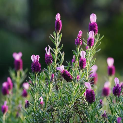 Semi di lavanda resistente - decorazioni da giardino, in vaso balcone 420pcs