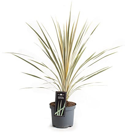 Keulenlilie Dazzler 80-100 cm – Cordyline Torbay Dazzler – winterhart bis -10°C – immergrüne Gartenpflanze variegata – dekorative Kübelpflanze für Terrasse & Balkon