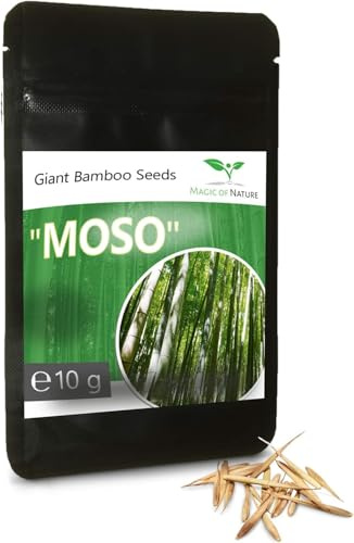 Magic of Nature Giant Bamboo Seeds (10g) – Hardy & Fast Growing (Approx. 350 pcs) – Ideal Natural Privacy Shield for the Garden