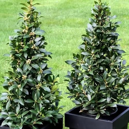 50 piezas semillas laurel exóticas resistentes, semillas de Las de jardín son resistentes laurel cereza, perennes, perennes,