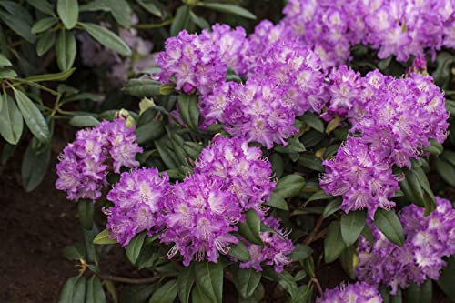 Rhododendron Hybride 'Alfred' 90-100 cm – Winterhart, Immergrün, Mehrjährig – Alpenrose – Zierstrauch für Garten & Kübel