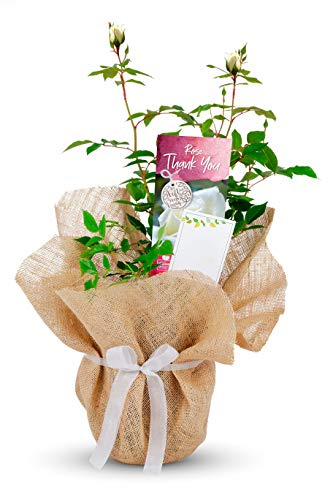 Carbeth Plants Thank You Rose Bush in 3L Pot - Gift Wrapped Soft Pink Hybrid Tea Rose - Beautiful Thank You Gift for Friends, Family & Special Appreciation