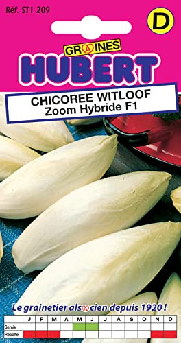 Graines de Chicorée Witloof Zoom Hybride F1 - Endive - 1 gramme