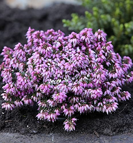 10x Winterheide Rosantha - Erica carnea - lebende Gartenpflanze aus den Baumschulen