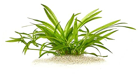 Helanthium bolivianum Latifolius - in vitro XL - 8,5cm Becher | Mittlere Schwertpflanze mit breiten Blättern - ideal für eine natürliche, harmonische Bepflanzung im Aquarium-Mittelgrund.