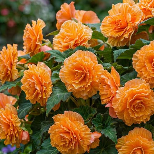 Begonie Picotee - Orange - Blumenzwiebeln Mehrjährig - 5 Zwiebeln - Echte Pflanzen aus Holland - für Garten und Topf (nicht Winterhart, große Knollen, kein Samen und nicht künstlich)