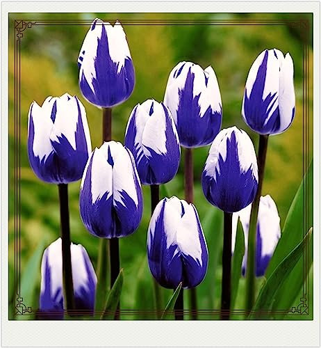 Tulip Bulbs-Tulip Bulbs for Planting Now UK,Wedding Flowers,Ornamental Flowers,Garden Flowers,Hardy Perennial-5bulbs-c