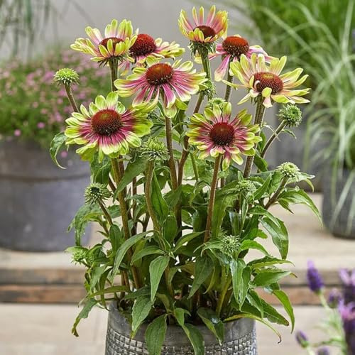 SonnenhutSamen, Echinacea purpurea, steingartenpflanzen stauden winterhart mehrjährig balkonpflanzen blumensamen 800pcs