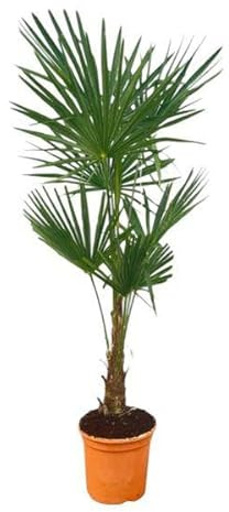 Trachycarpus fortuneii – Chinesische Hanfpalme – Exotische Zimmer- und Gartenpflanze – Höhe ca. 150cm – Topf Ø27cm