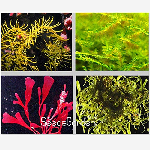 Loss Promotion!Aquarium Grass Seeds (Mix) Water Aquatic Plant Seeds (15 Kinds) Home Hydroponics Plant Seeds - 10 Pcs/Bag,#Tmjjyv
