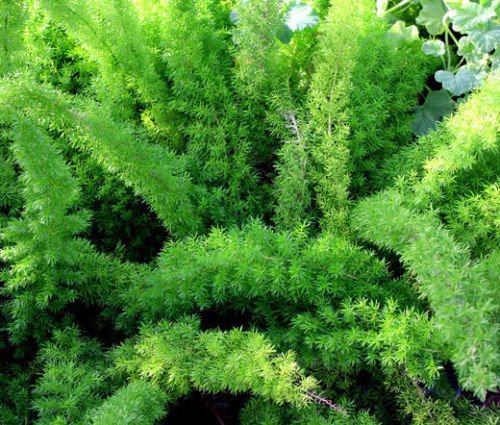 ASPARAGI FOXTAIL FERN Asparagus densiflorus meyeri - 60 Semi Bulk
