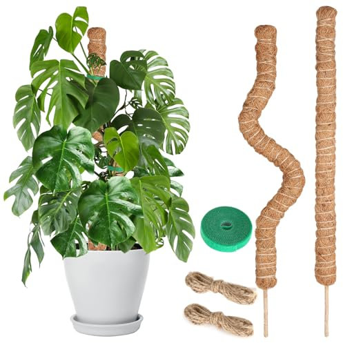 Palo di muschio per Monstera, 60 cm, 2 pezzi, supporti per piante da interno, per viti rampicanti, pothos, in vaso, viene fornito con nastro in velcro e corda di canapa