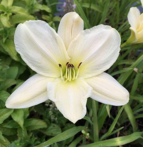 Taglilie Dads Best White - Hemerocallis cultorum - lebende Gartenpflanze aus den Baumschulen