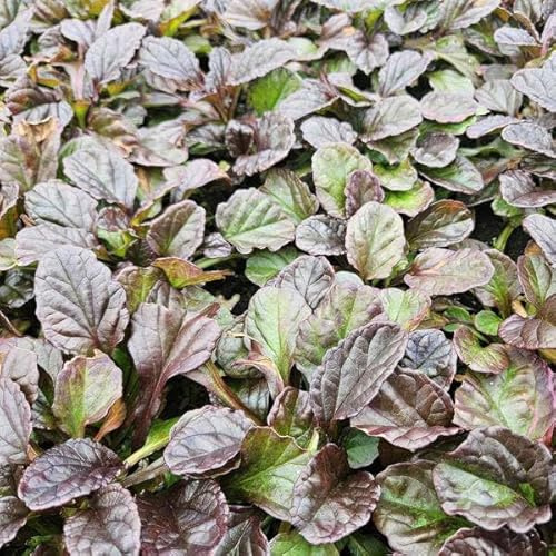 Kriechender Günsel Ajuga reptans – 6 Pflanzen – 10-25cm – Ø9cm – Bodendecker – Halbschatten & Schatten – Blühend & pflegeleicht