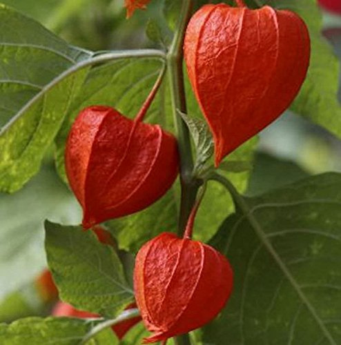 Lampionblume Gigantea - Physalis alkekengi - lebende Gartenpflanze aus den Baumschulen