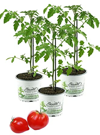 Tomatenpflanze, Fleurette F1 3er Set - Coeur de Boeuf, Veredelte Ochsenherz Tomate, Fleischtomate, Tomatenpflanzen