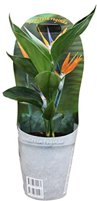 Ave del Paraíso (Strelitzia Reginae) Natural Planta de Exterior con Flores Exóticas