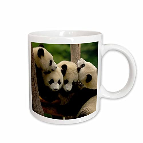 Taza Te Osos Panda Gigantes, Conservación Wolong China, China, Pete Oxford, Cerámica Taza Tutora Decorada Taza Profesora Personalizada Taza Cerámica Para Uso Diario Idea De Regalo 330Ml