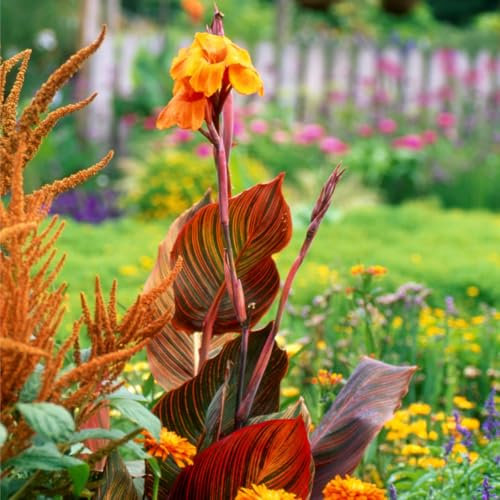 Seltene, Mysteriöse magische Glühbirne,Lebende Pflanzen, Mehrjährige Blumenzwiebel ist winterhart,Exotisch,Winterhart pflanzen,Blumenzwiebel Mix-1 Indisches Blumenrohr