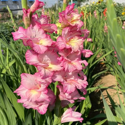 gladiolen dachbegrünung zimmerpflanzen hochbeett dekopflanzen kräutergarten büropflanzen balkonpflanzen deko büro blumenzwiebeln mehrjährig winterhart winterharte kübelpflanzen 10zwiebeln