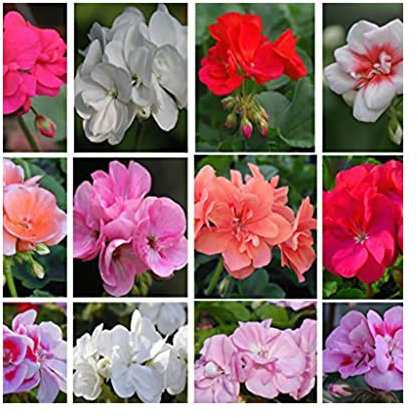 Upright (Zonal) Geranium Starter Plants 10 Mixed. Amazing Value, Well Rooted.Geranium Starter Plants