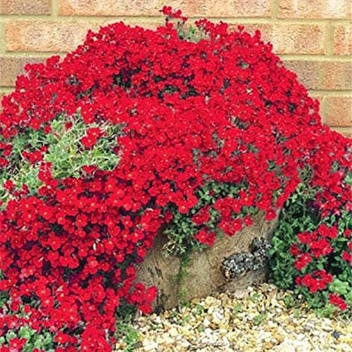 200Pcs/Bag Flower Seeds Prolific Hanging Plants Rare Indoor Outdoor Planting Verbena Garden Seedlings for Parterre - Red - Flower Seeds Vegetable Seeds Fruit Seeds Garden Plant Seeds for Planting