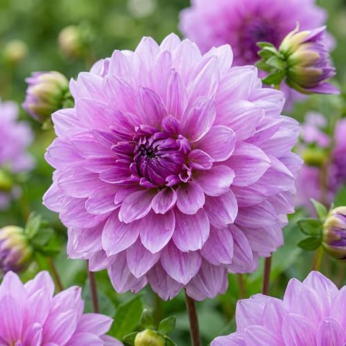 Dahlias Bulbes Collection Décoratifs Violet - 5 Bulbes de Fleurs à Planter Exterieur - Plante Exterieur Jardin - Naturelle Plantes de Hollande (pas de graines, non artificielle)