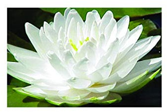 Lincsplants - Nymphaea 'Gonnere'-Loose Root