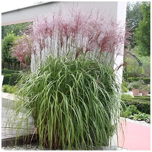 Stauden Gänge 5 x Miscanthus sinensis 'Malepartus' Chinaschilf winterhart | Hohes Ziergras für Sonne, Blüte September bis Oktober, mehrjährig, 1 L Topf (11x11 cm)