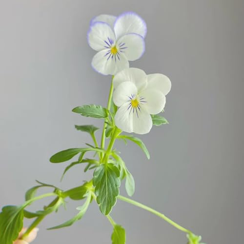 400 pcs wilde stiefmütterchen samen, gartenblumen, winterharte pflanzen hornveilchen samen pflanzen samen indoor, stauden winterhart blumen samen, plants winterharte blumen, garden
