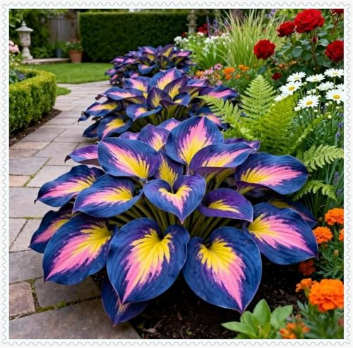 Resistenti al freddo e alla siccità-Bulbi di Hosta-Hosta Bulbi-Rare-6 Bulbi-H